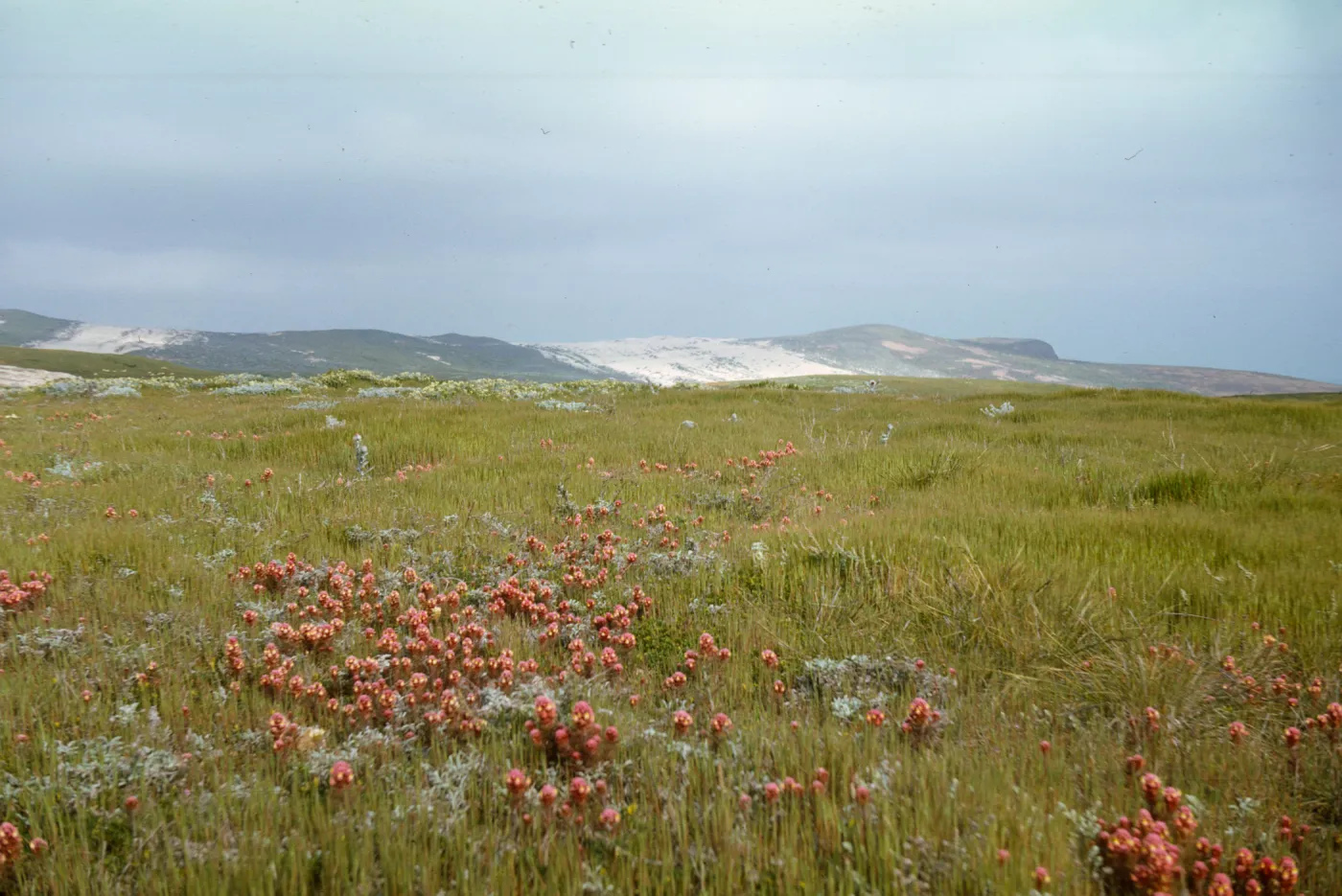 Owl's Clover in bloom on San Miguel Island