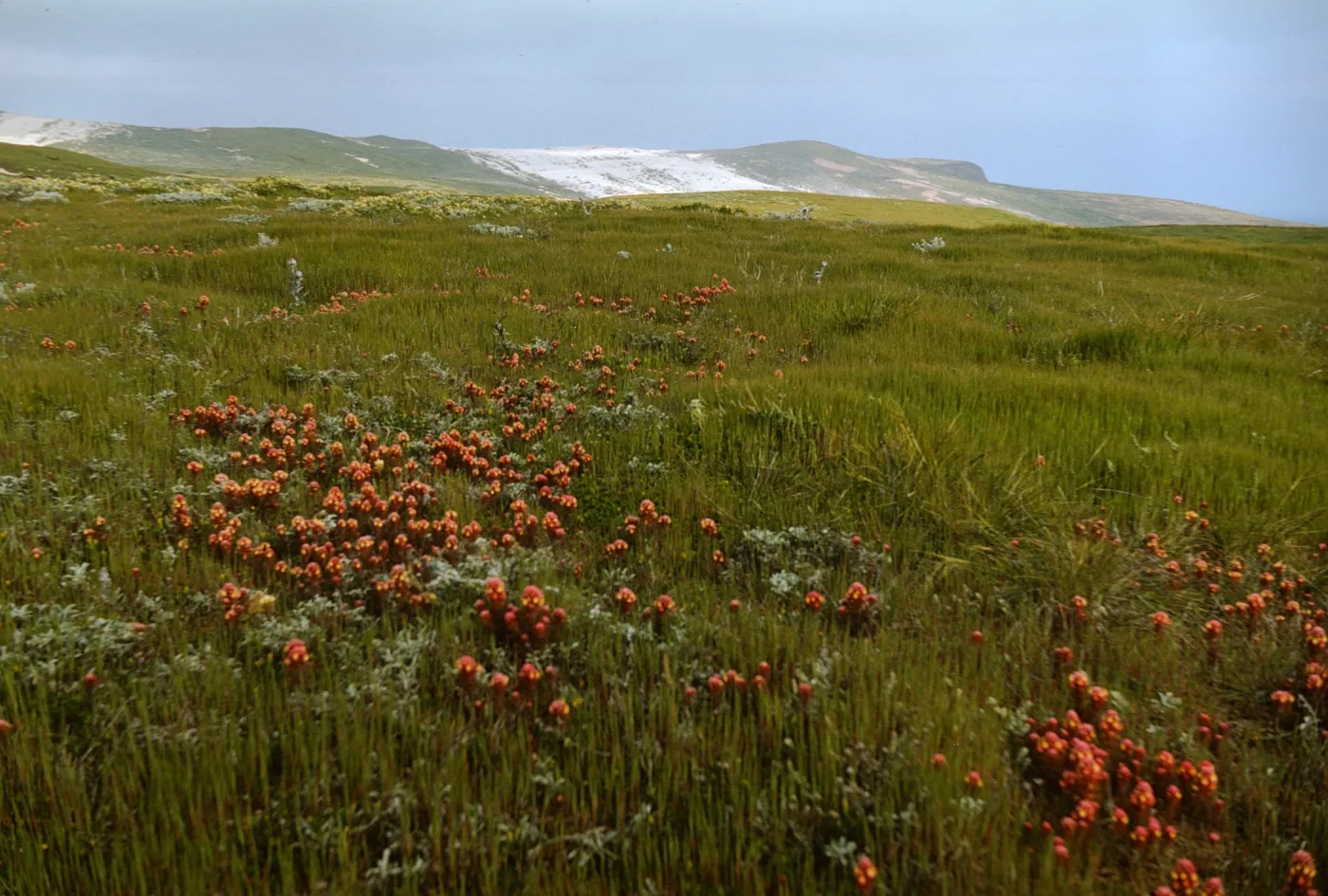 Owl's Clover in bloom on San Miguel Island
