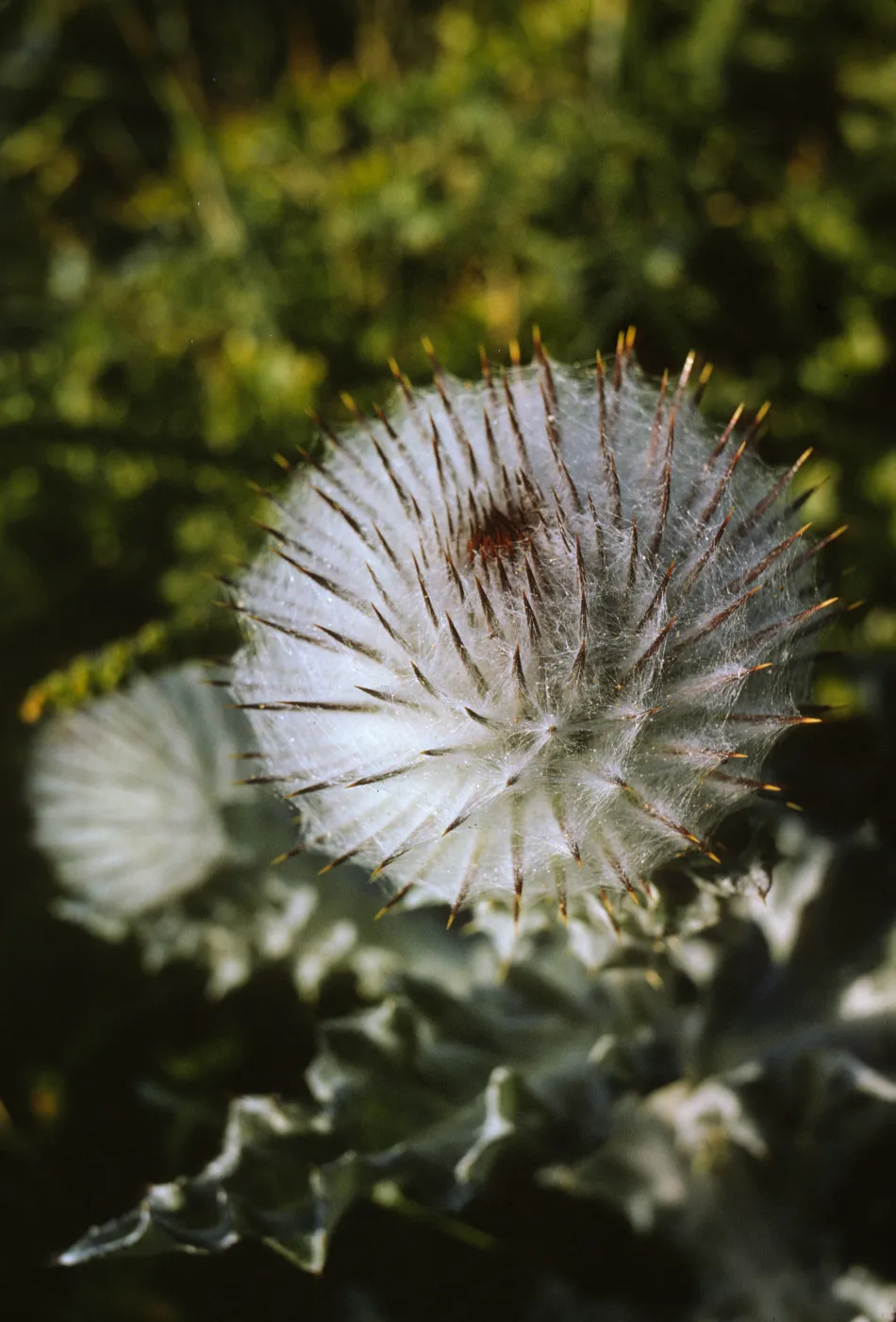 Cirsium occidentale