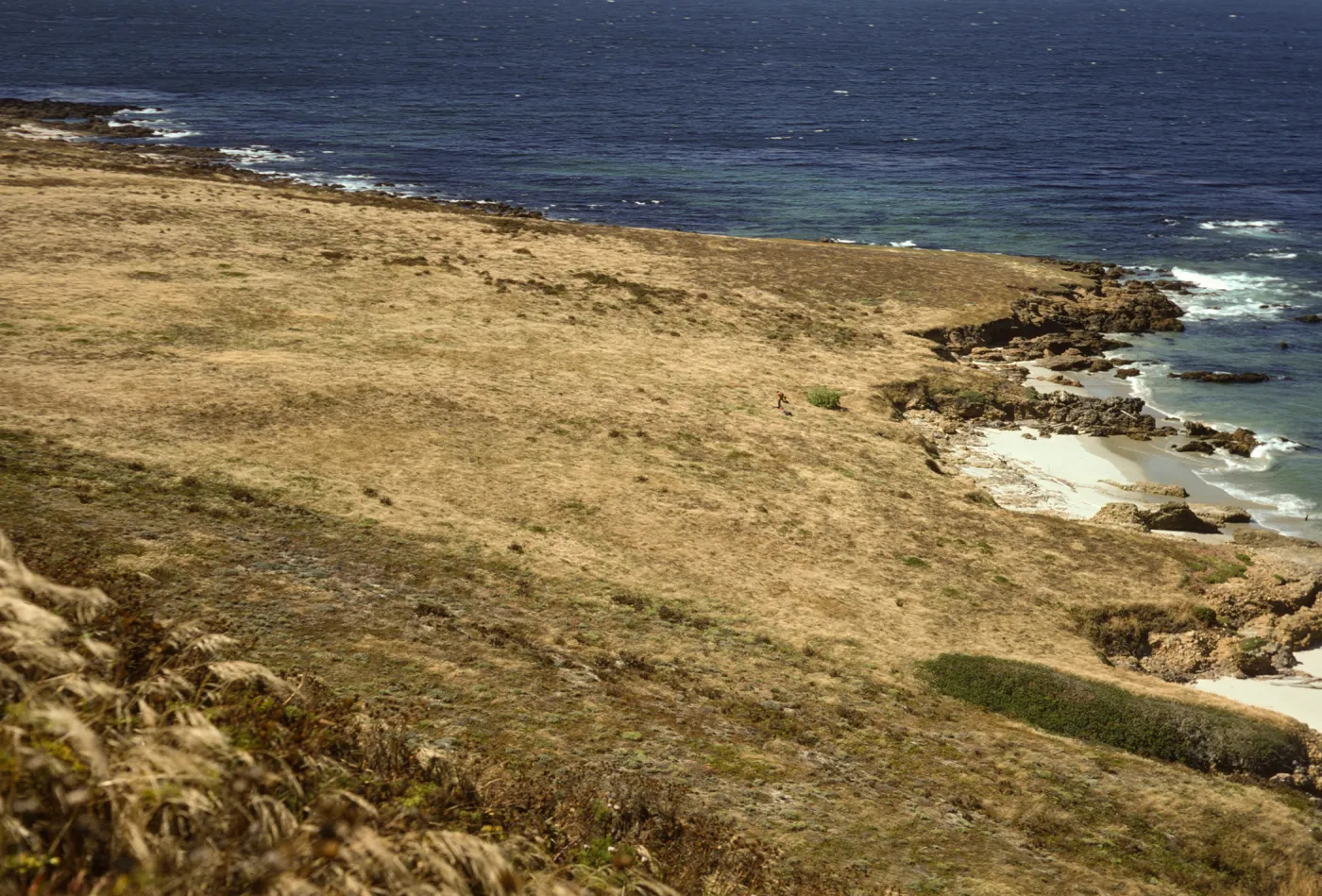 Eastern Lavatera population on San Miguel Island