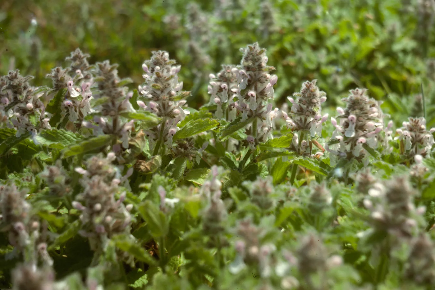 Stachys ajugoides flowers, San Miguel Island