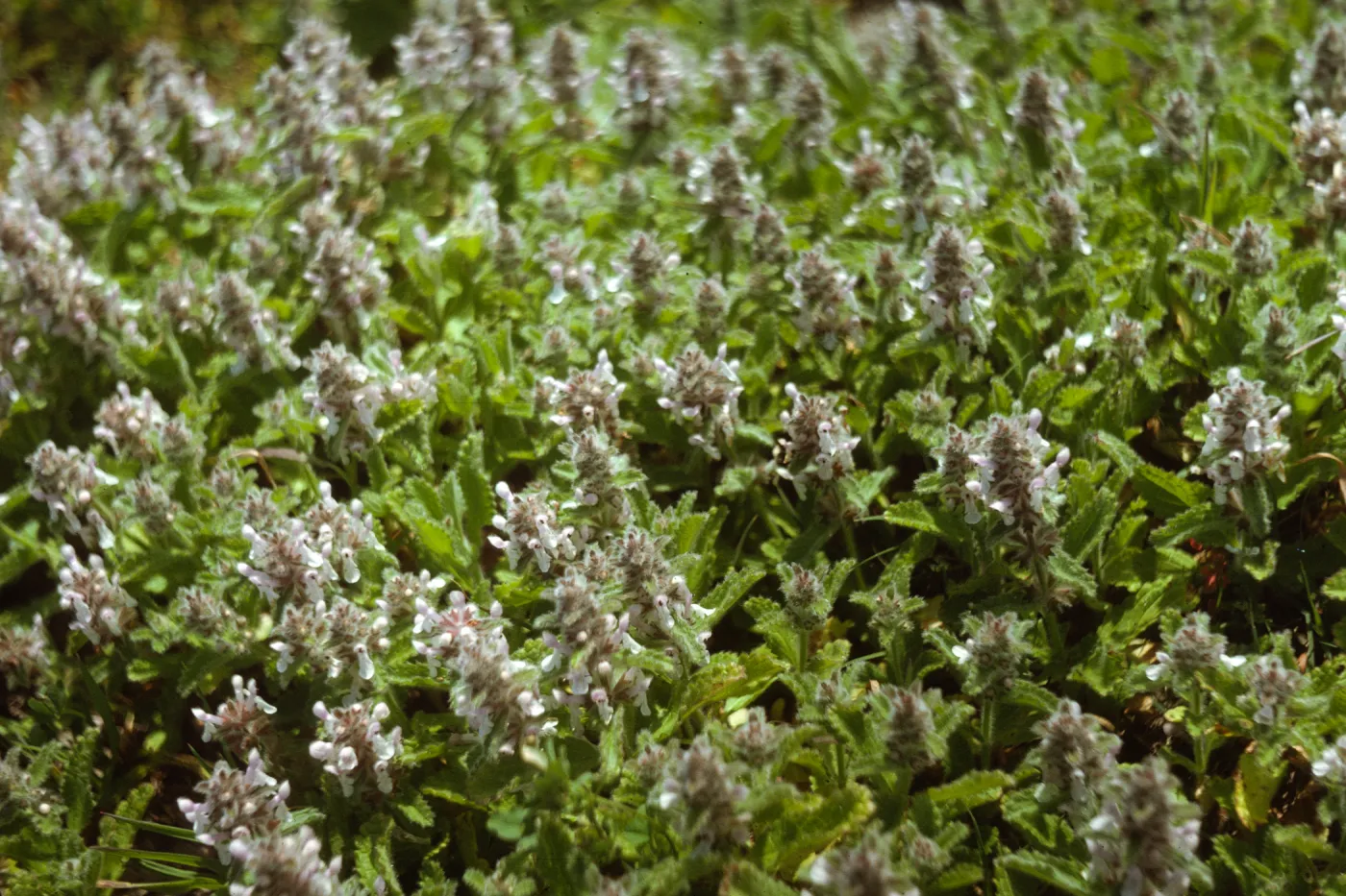 Stachys ajugoides flowers, San Miguel Island