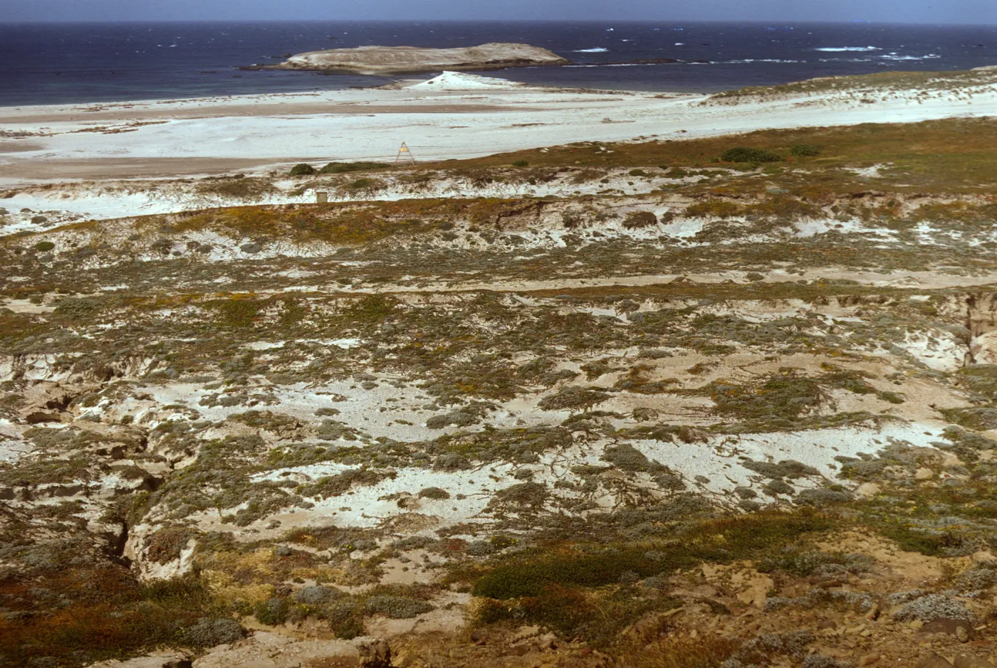 Lavatera population, north of Adams Cove, San Miguel Island