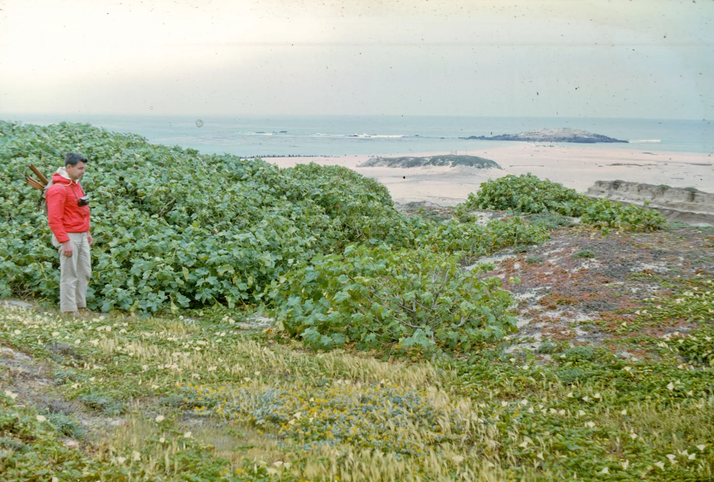 Lavatera assurgentiflora poopulation, Point Bennett, San Miguel Island