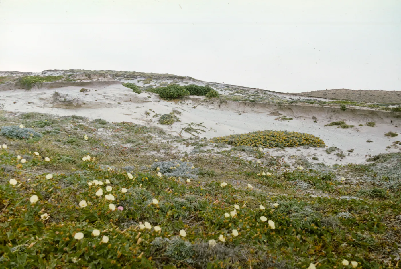 San Miguel Island, Lavatera population