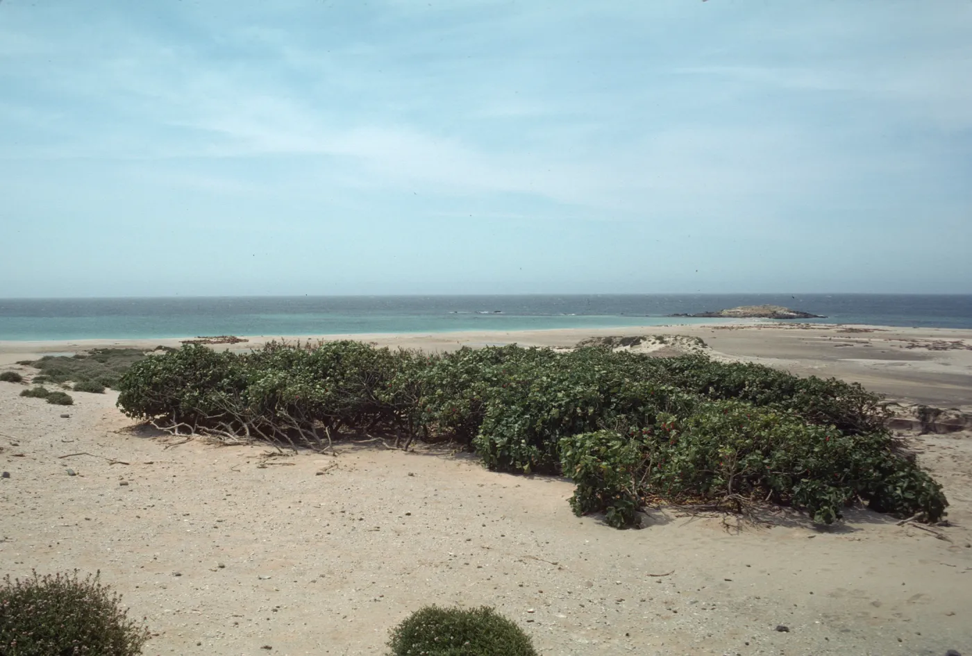 Lavatera assurgentiflora population on San Miguel Island
