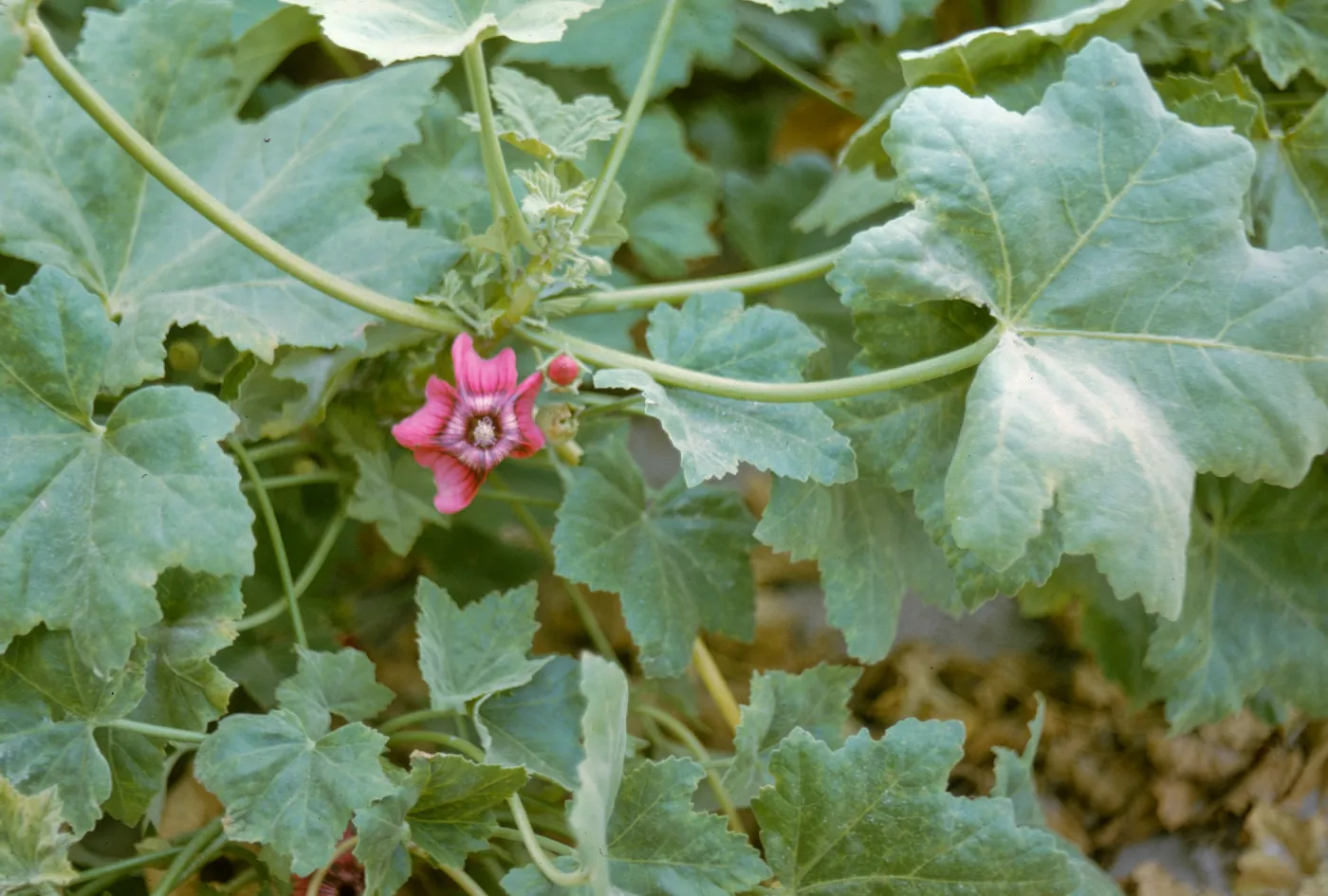 San Miguel Island, Lavatera