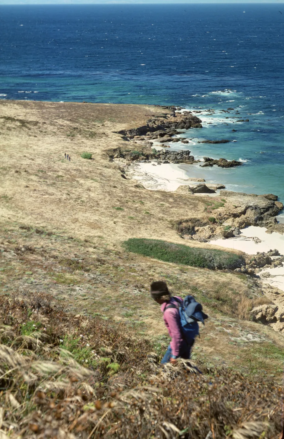 San Miguel Island, eastern Lavatera population