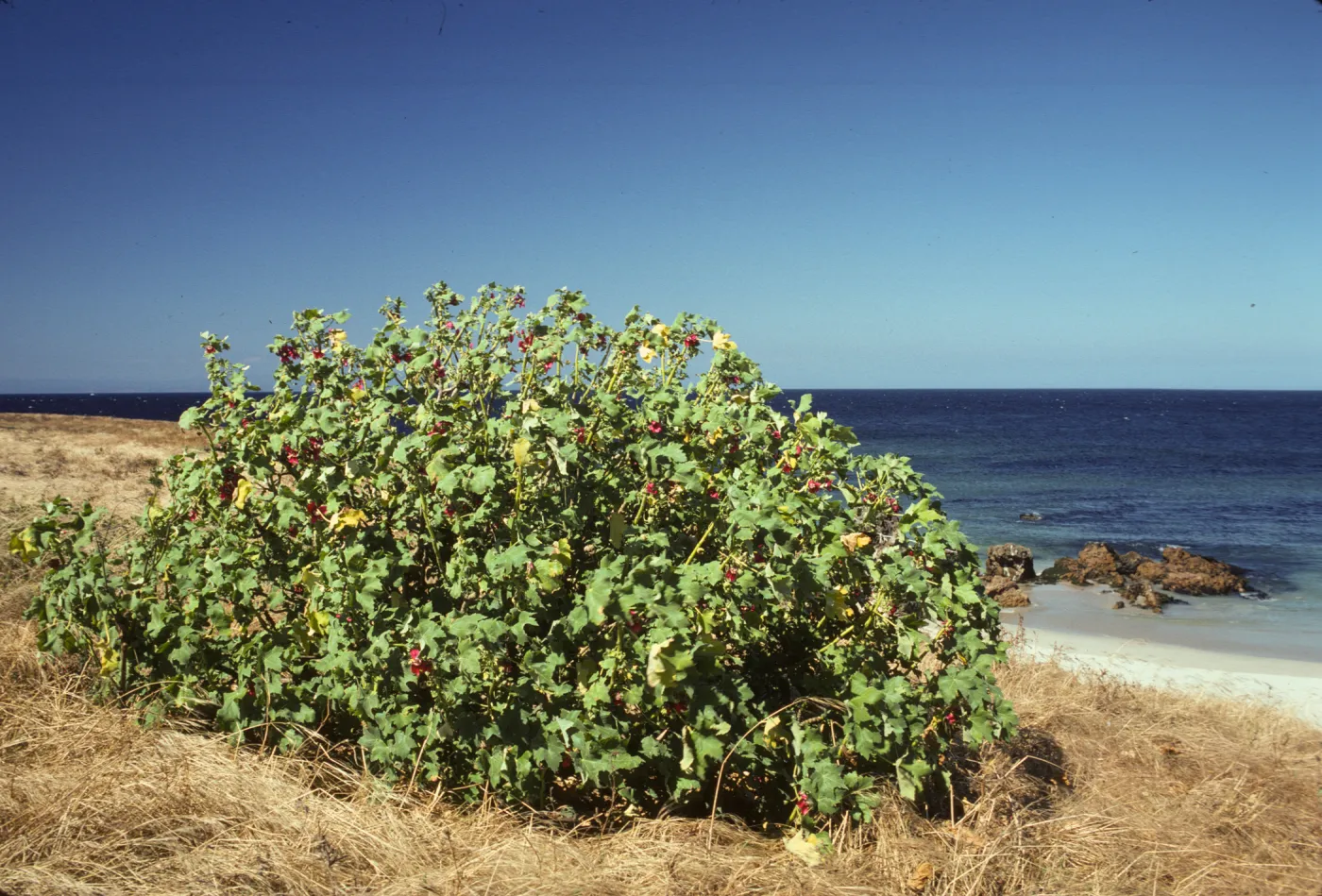 San Miguel Island, east end Lavatera population