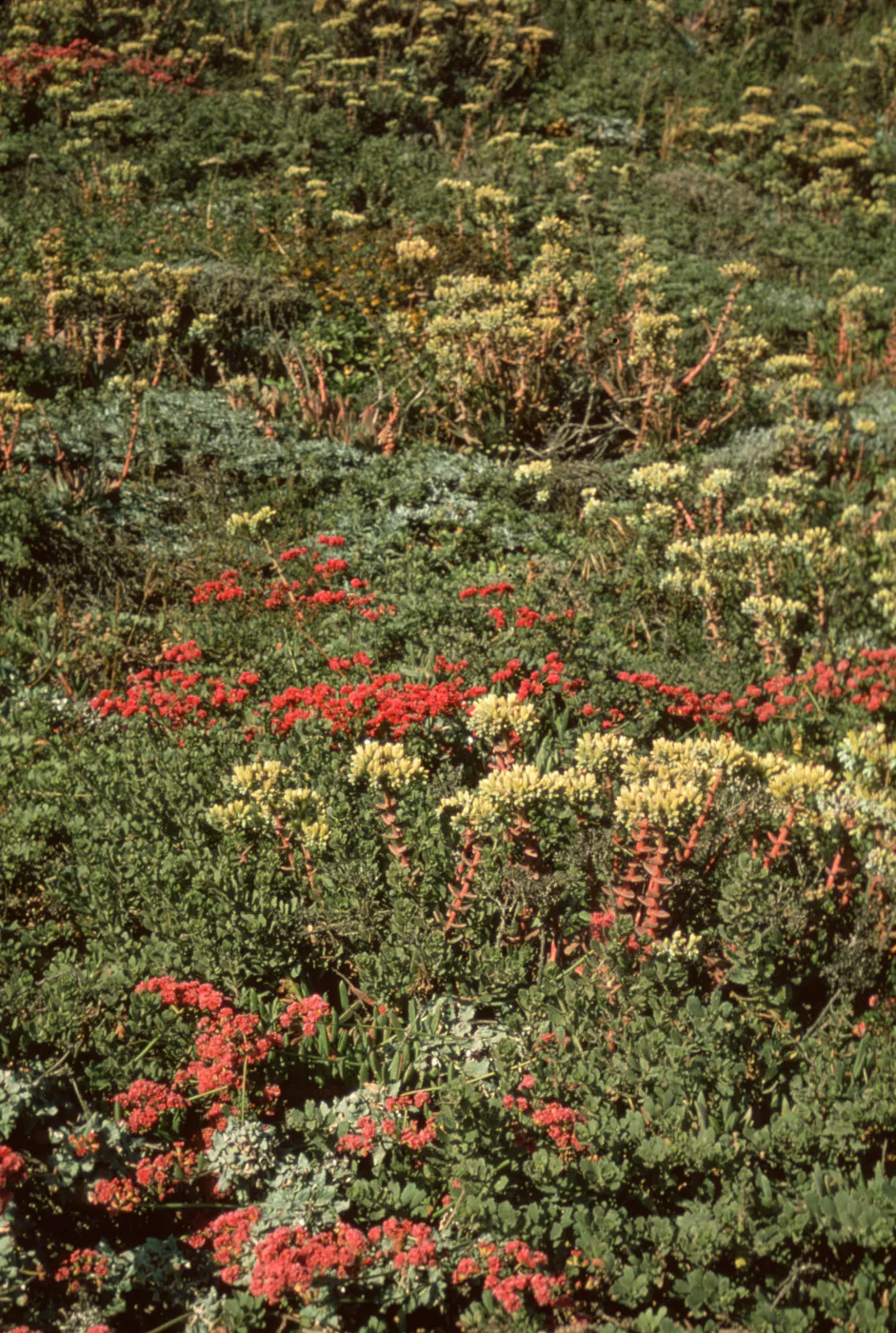 plants on San Miguel Island