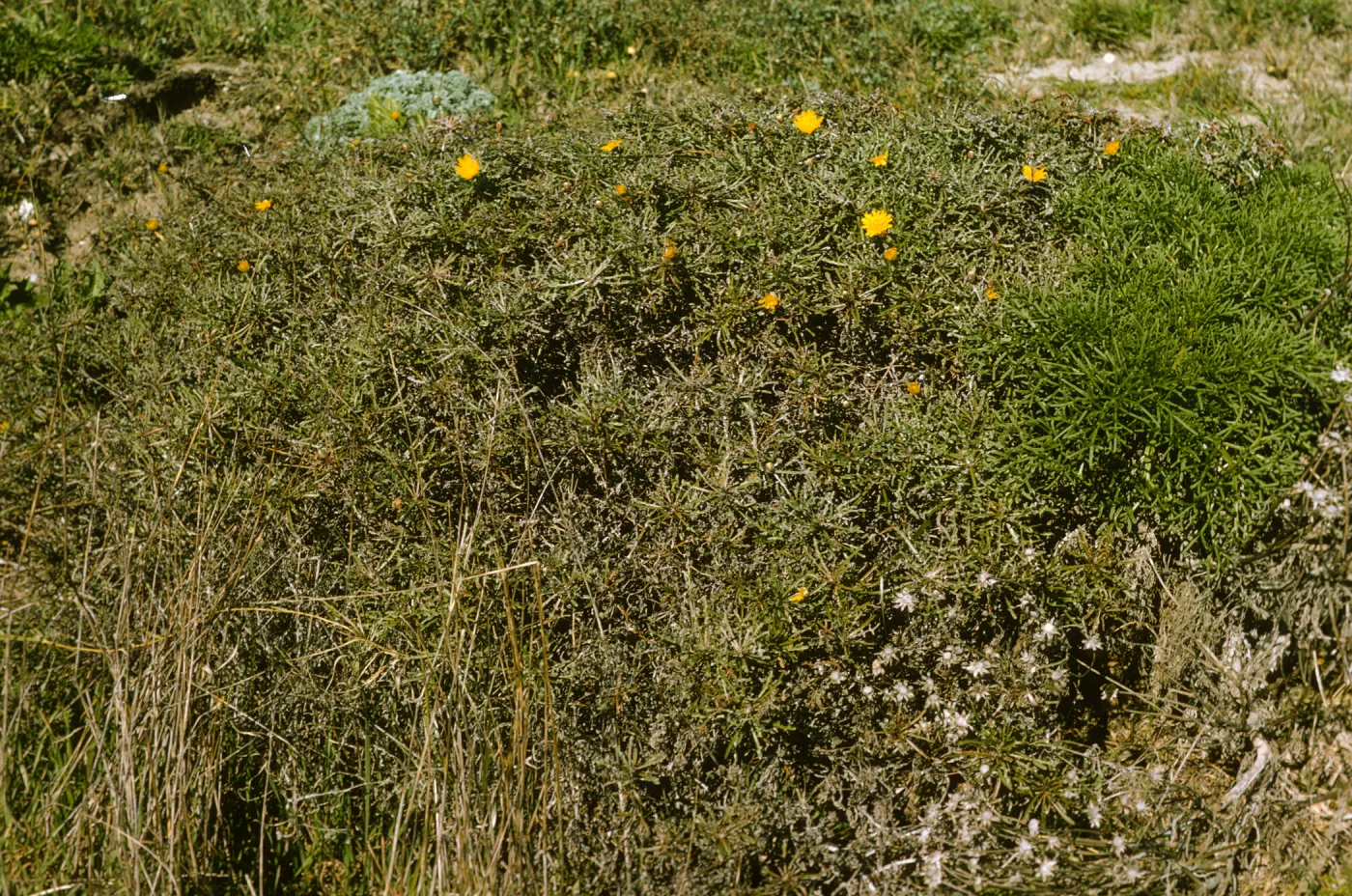 San Miguel Island, Malacothrix incana