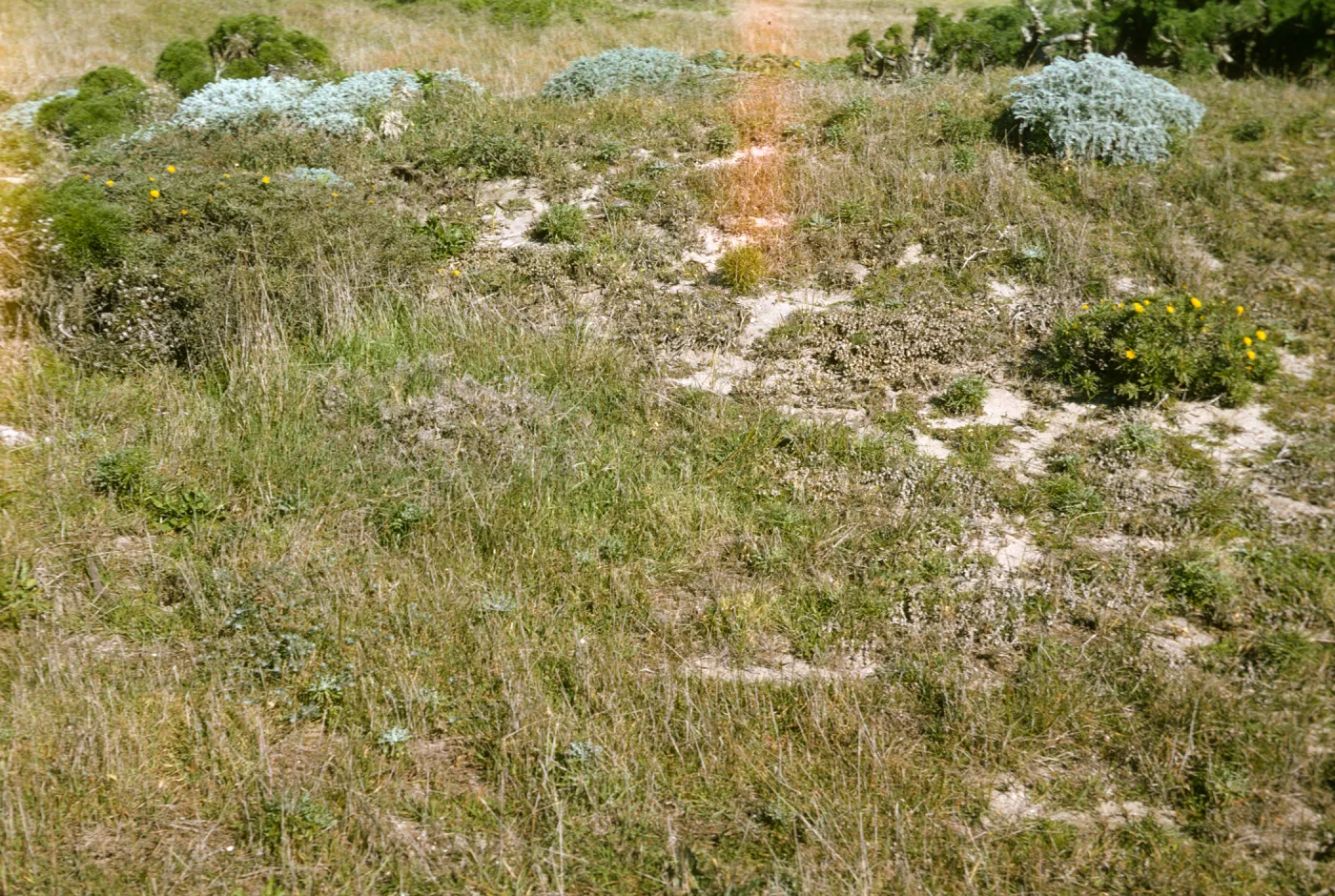 San Miguel Island, Malacothrix