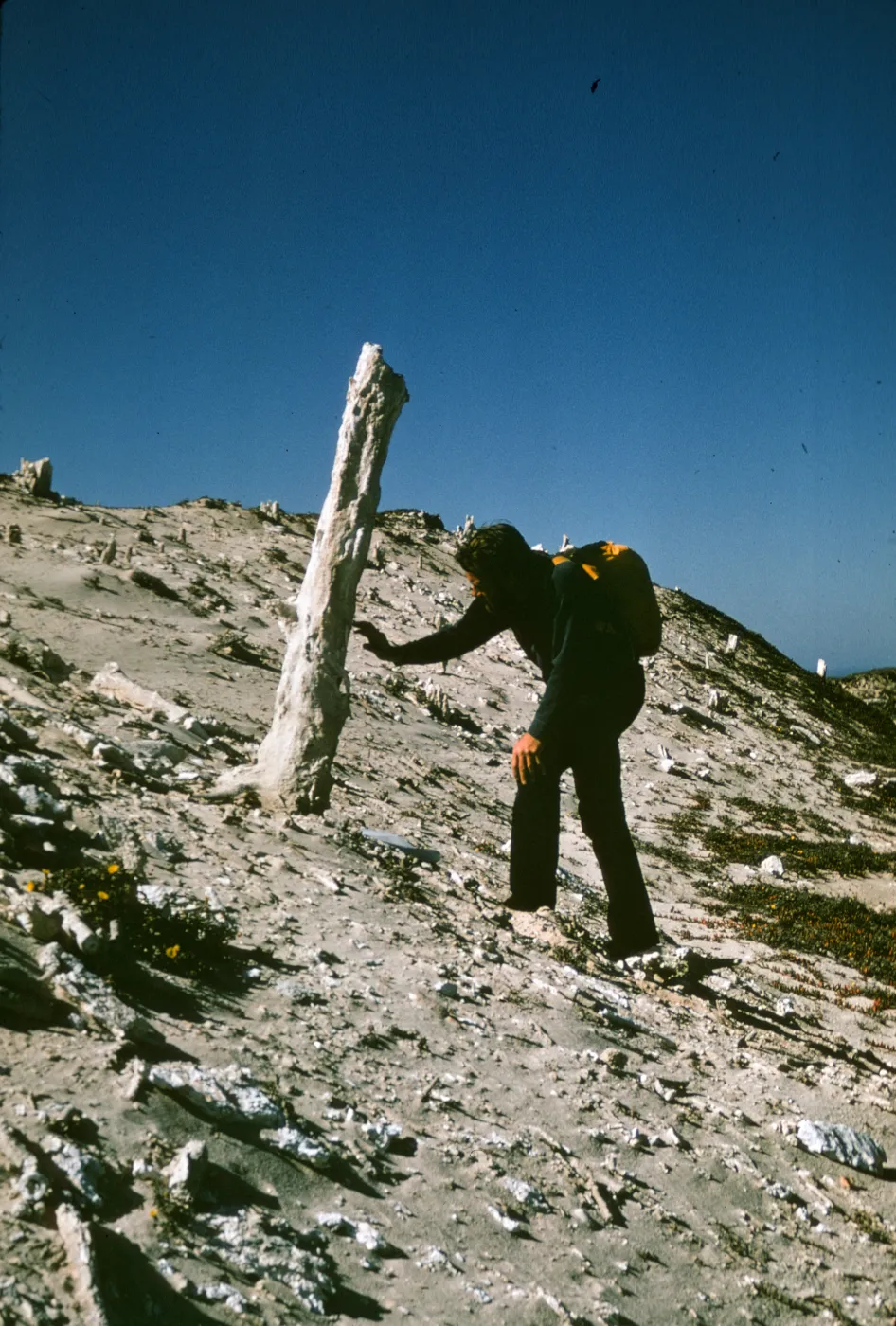 sand castings, caliche forest on San Miguel Island