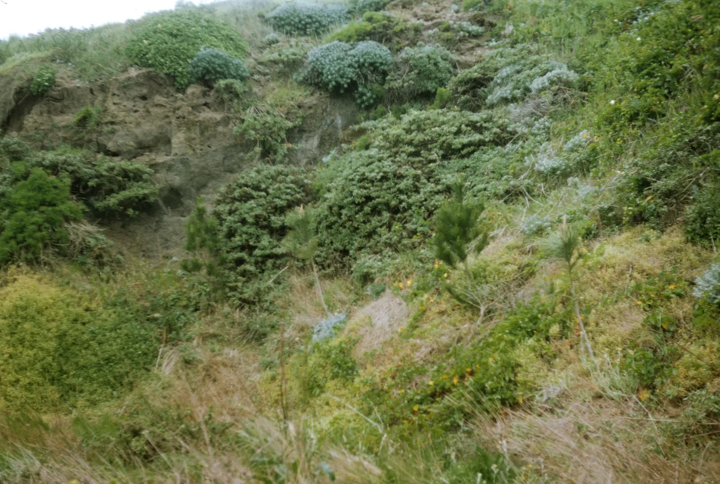 San Miguel Island