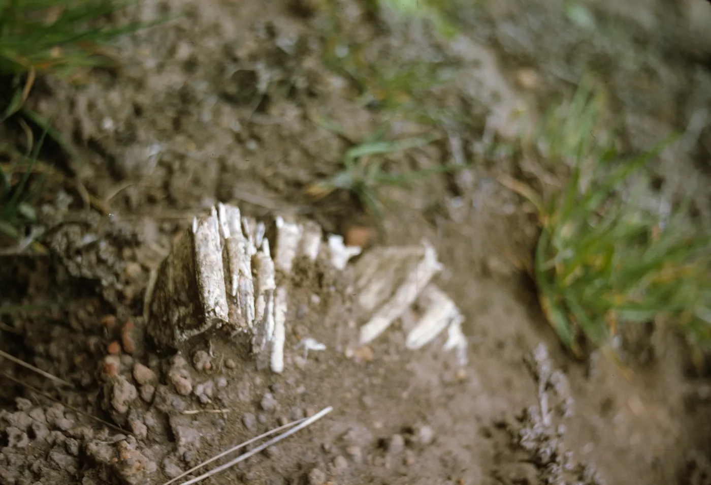 San Miguel Island, mammoth tooth
