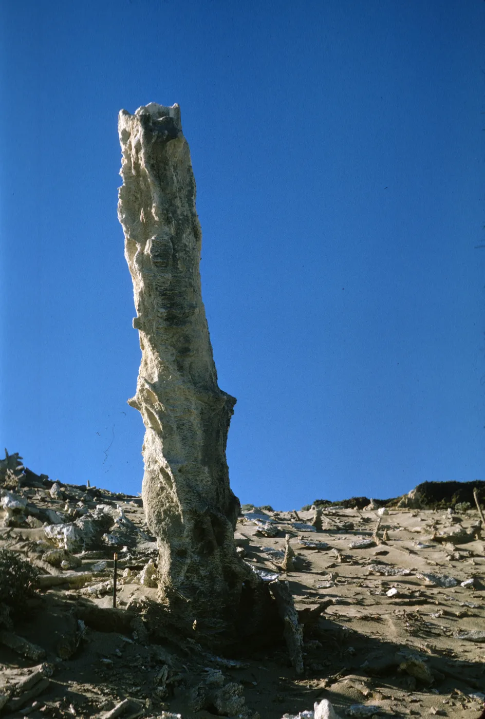 San Miguel Island caliche forest, fossil concretions