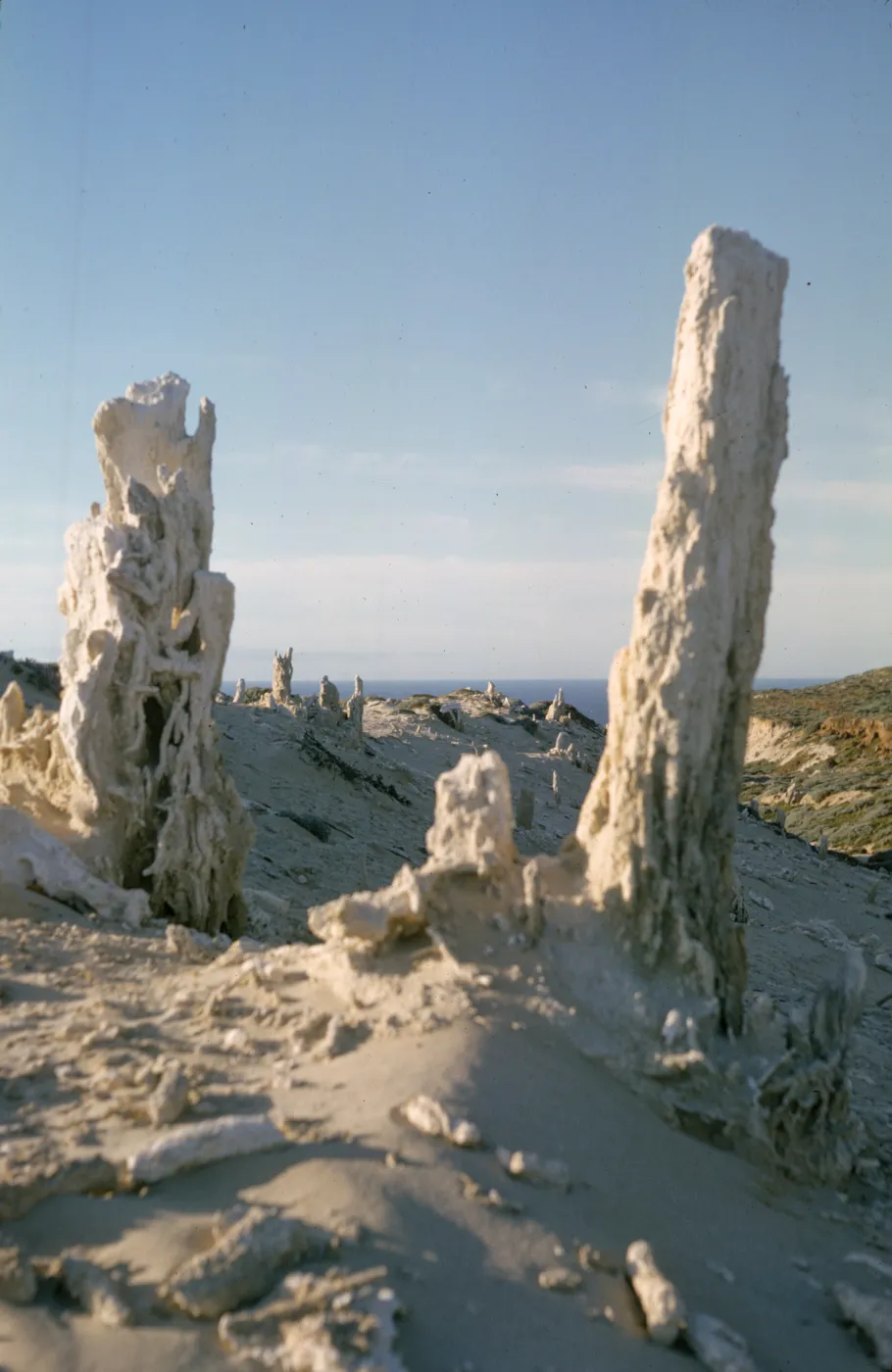 San Miguel Island caliche forest, fossil concretions