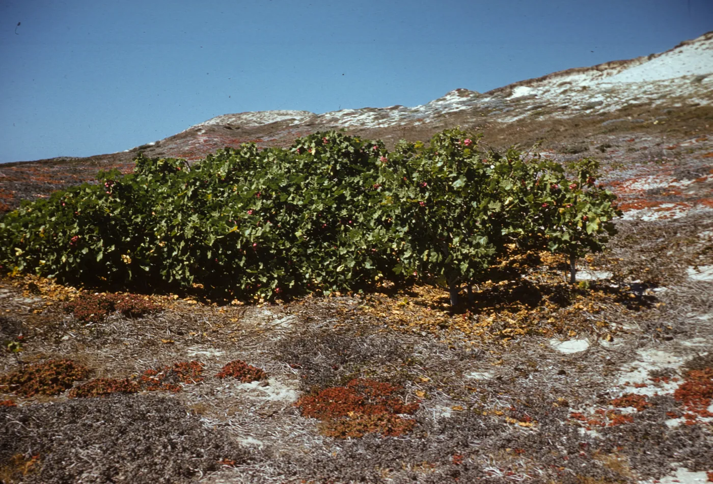 Lavatera assurgentiflora on San Miguel Island