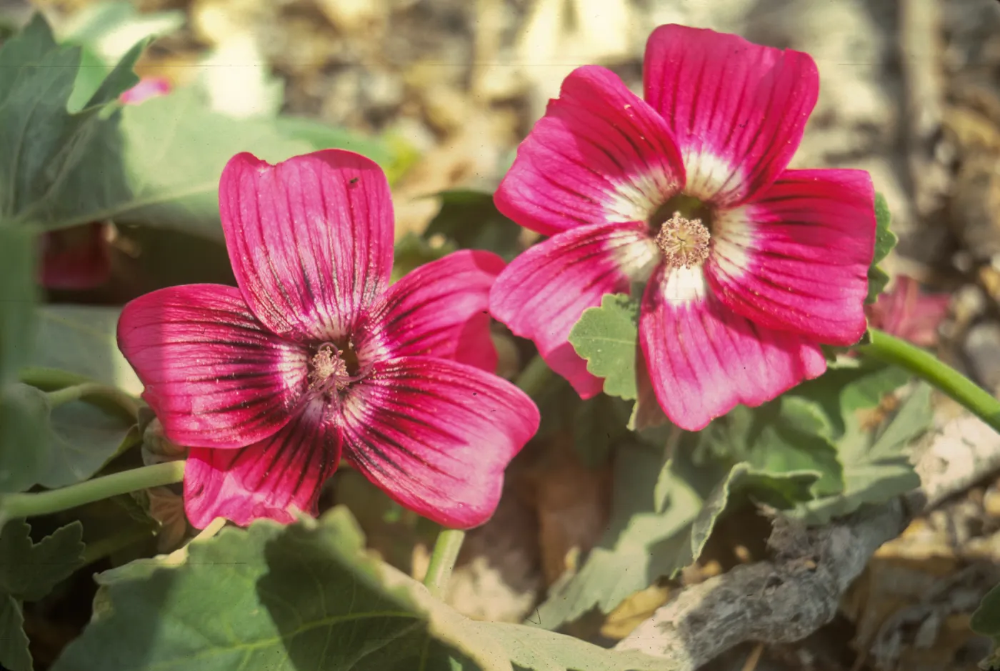 Lavatera on San Miguel Island