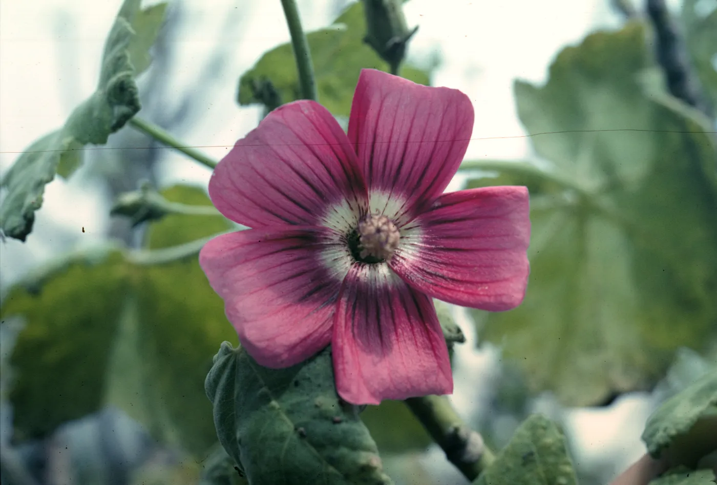 Lavatera on San Miguel Island