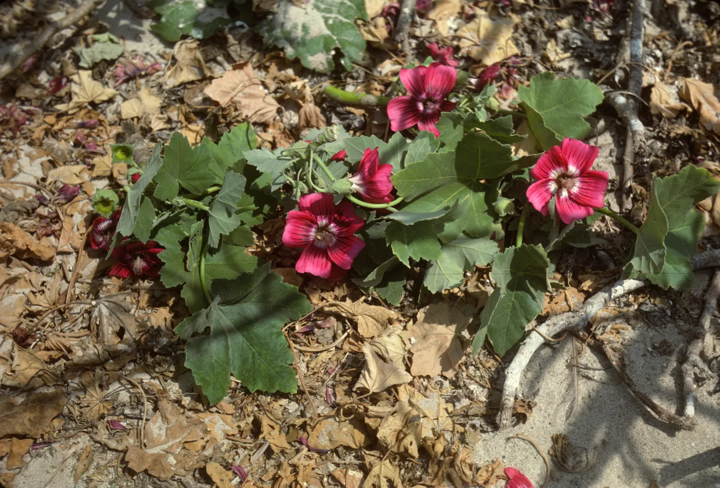Lavatera on San Miguel Island