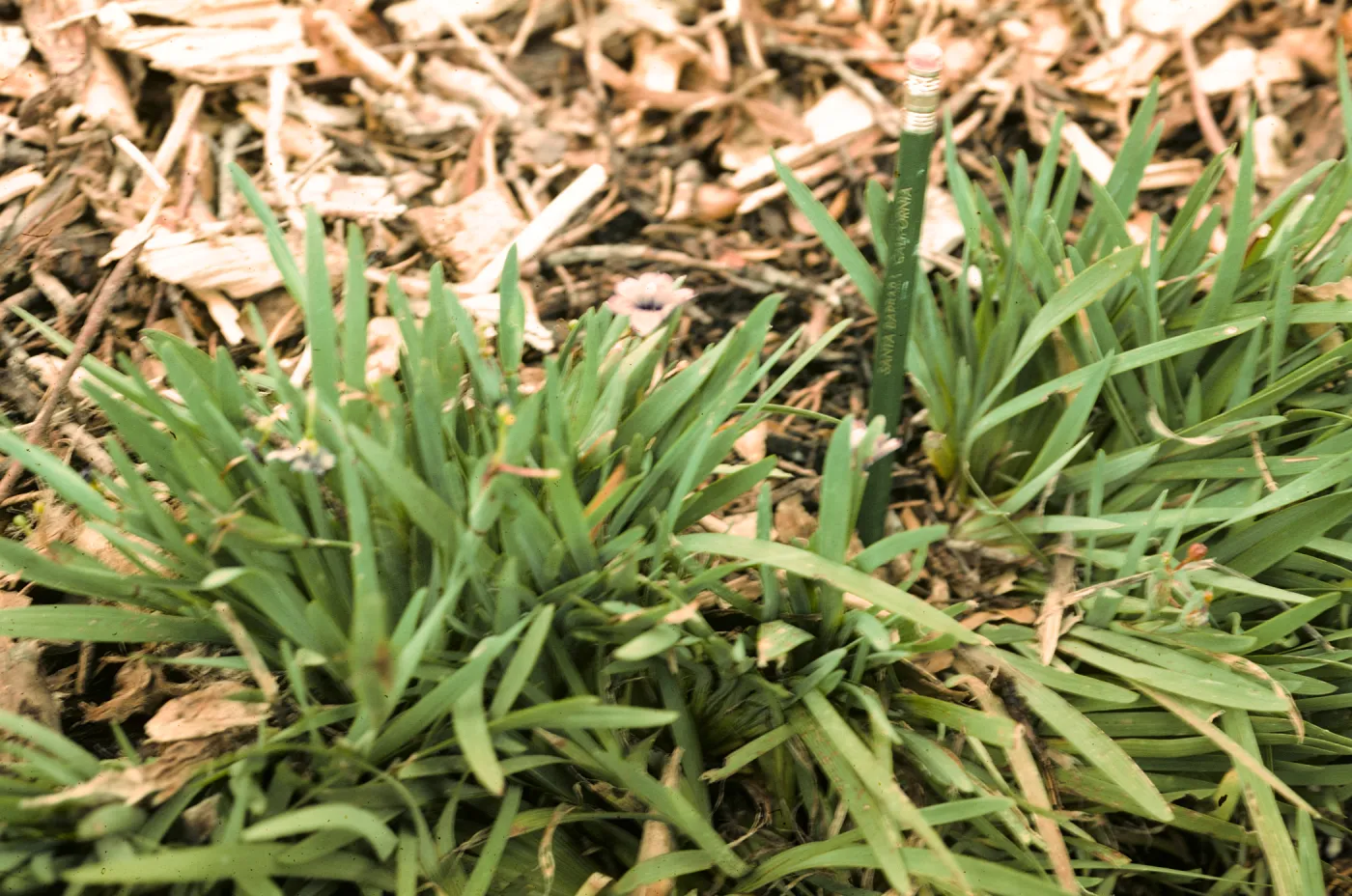 Sisyrinchium bellum on San Miguel Island