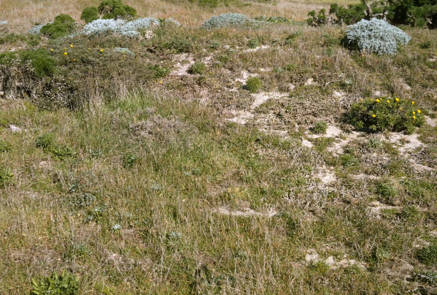 San Miguel Island