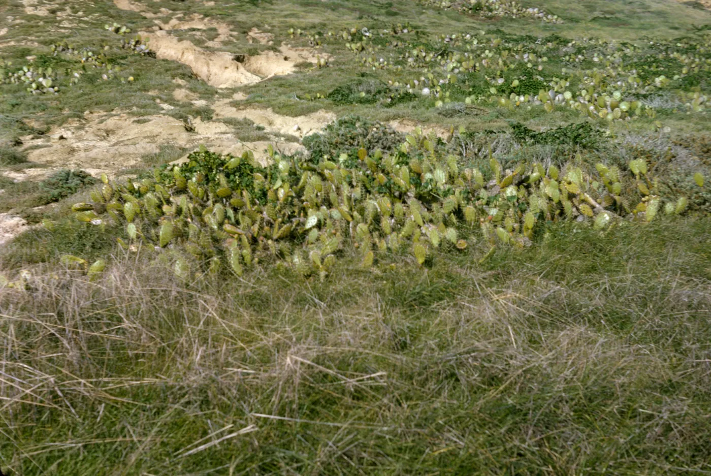 Opuntia (Prickly-pear), San Miguel Island