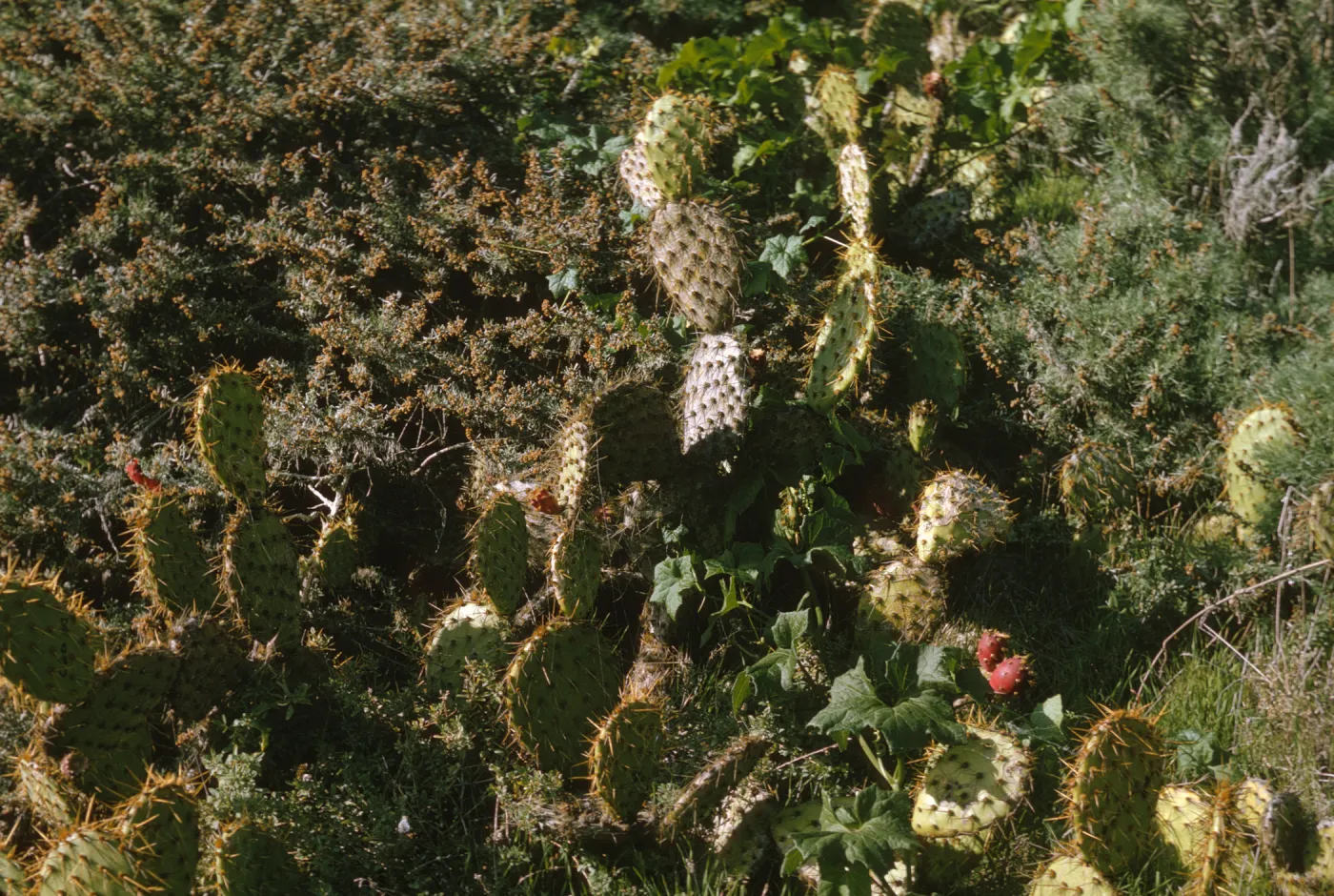 Opuntia (Prickly-pear), San Miguel Island