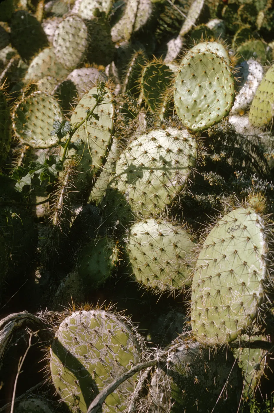 Opuntia O601 (Prickly-pear), San Miguel Island