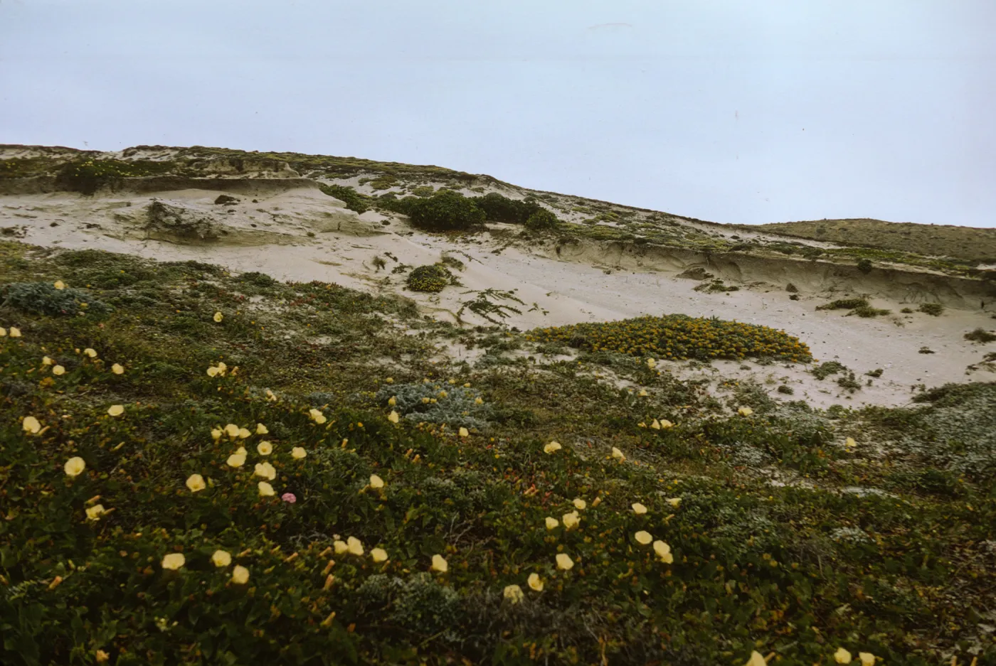 Lavatera on San Miguel Island