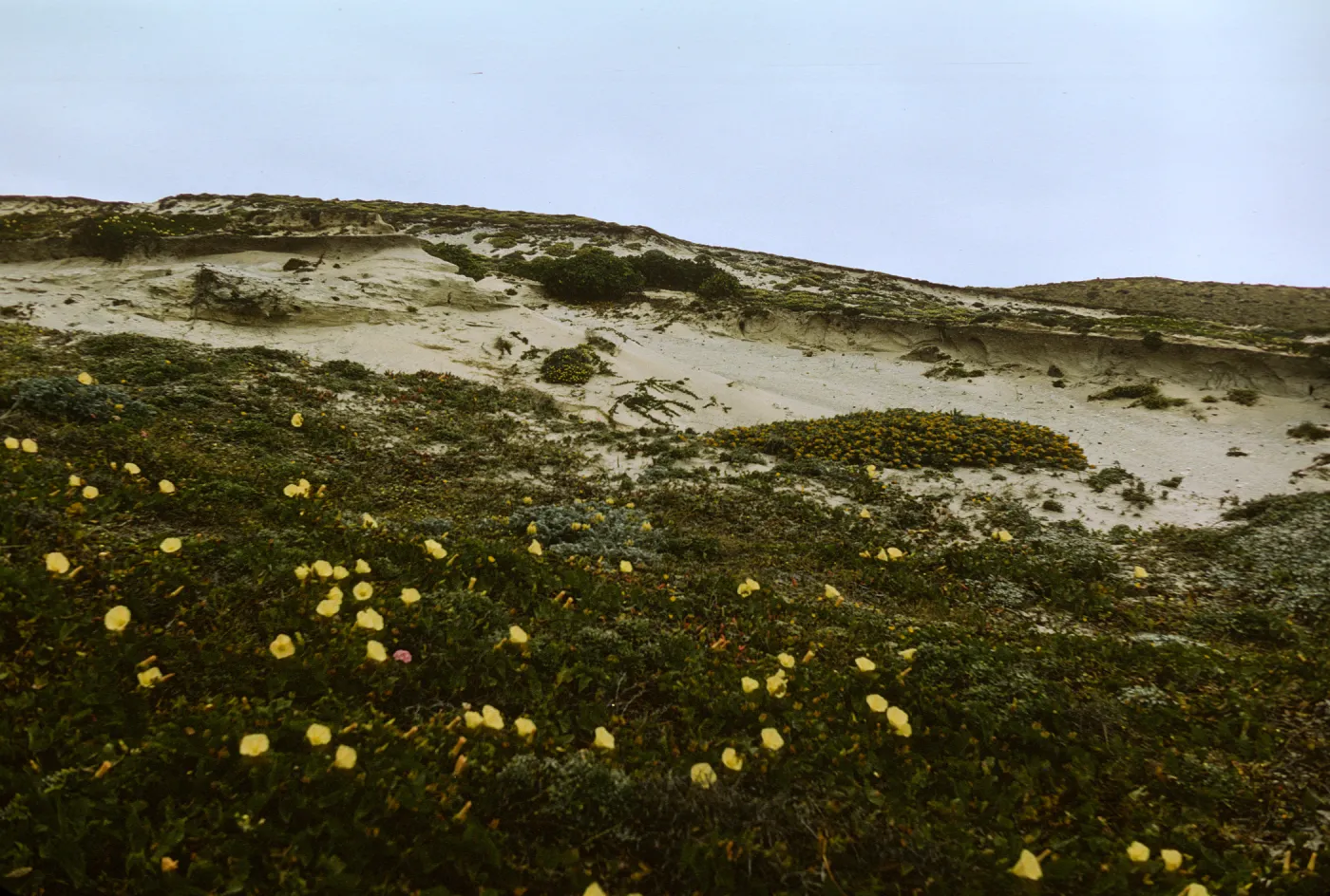 Lavatera on San Miguel Island