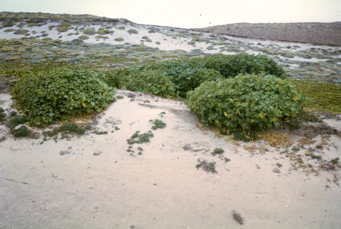 Lavatera on San Miguel Island