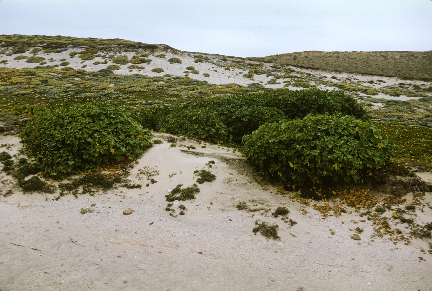 Lavatera on San Miguel Island
