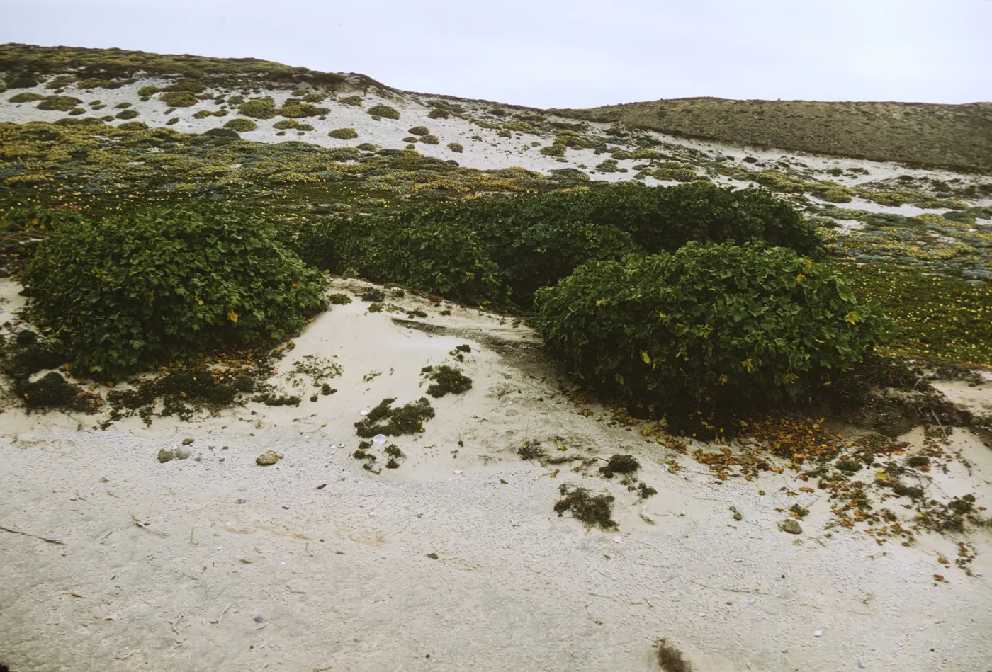 Lavatera on San Miguel Island