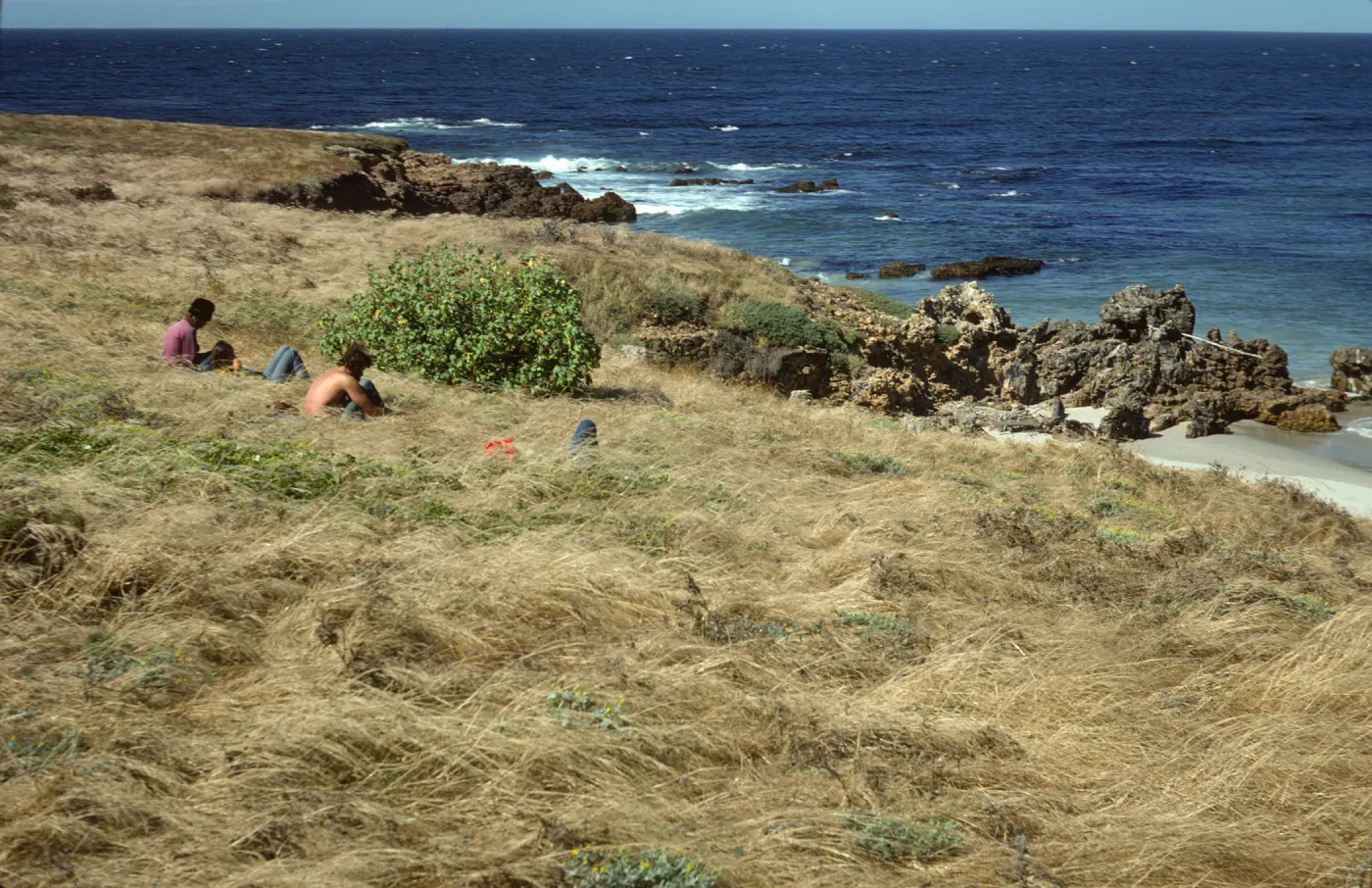 eastern Lavatera population, San Miguel Island