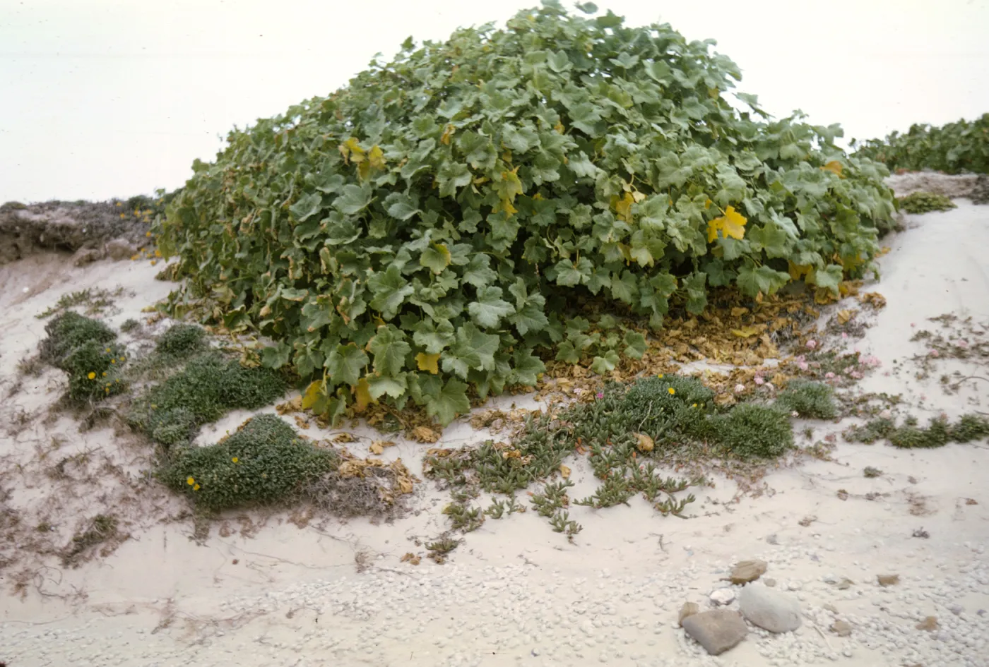 Lavatera assurgentiflora, San Miguel Island