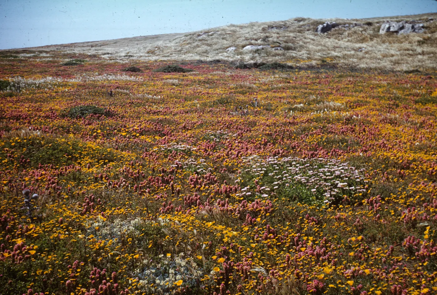 wildflowers: owls clover, yarrow and tidy tips, San Miguel Island