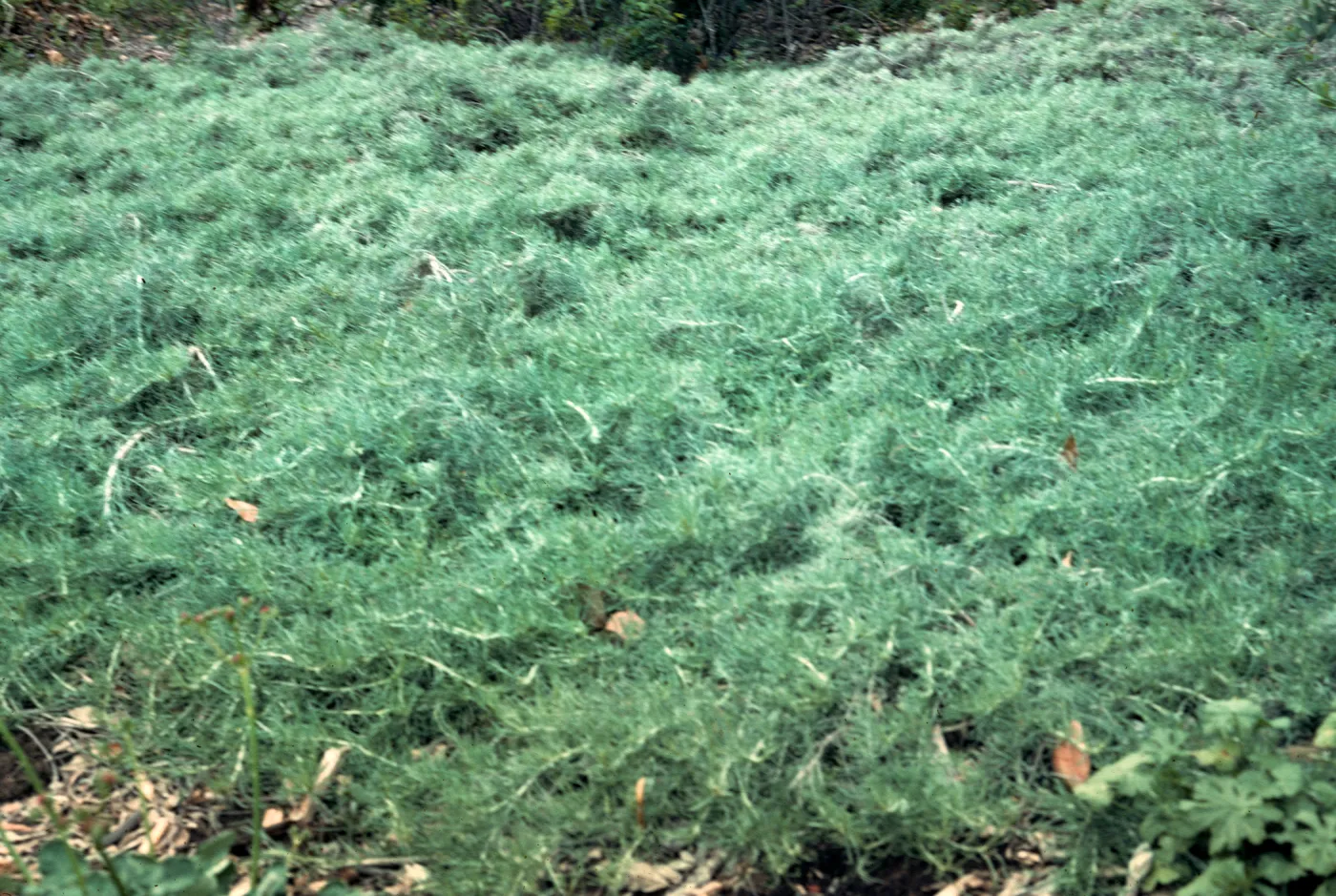 Artemisia californica on San Miguel Island