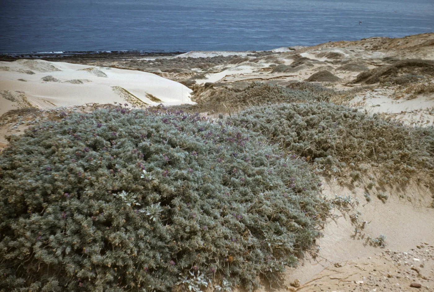 Bush lupine on San Nicolas Island