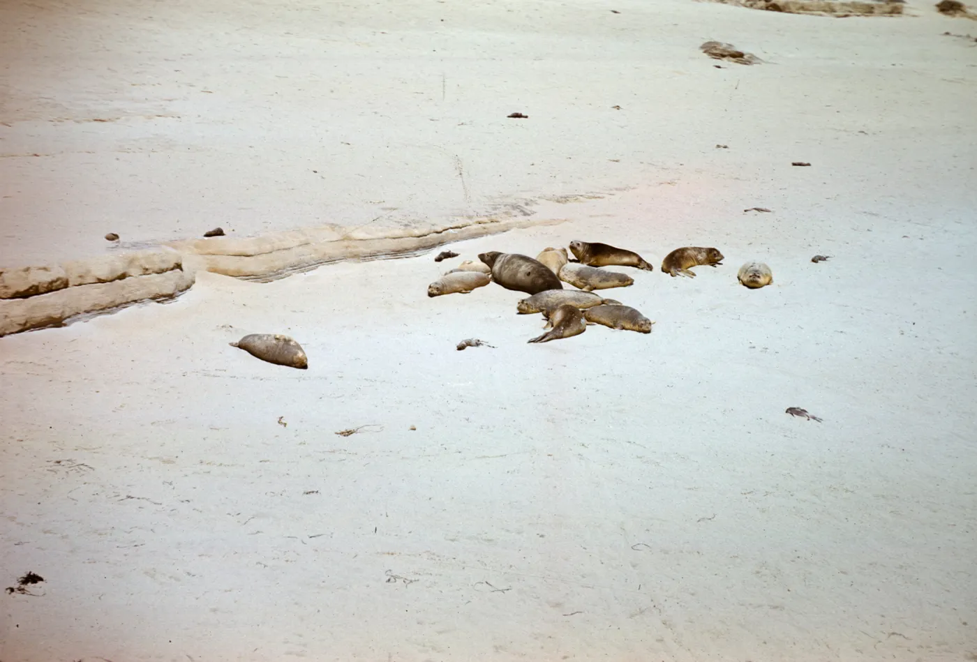 Seals on the beach, southwest end of San Nicolas Island