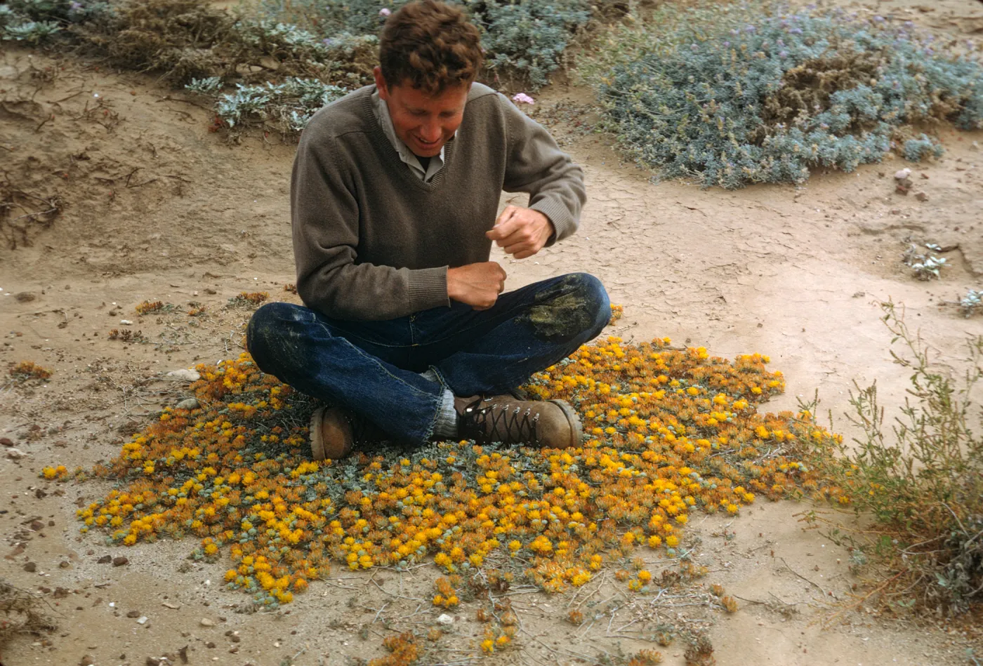 Michael Benedict with Lotus argophyllus ssp. ornithopus 