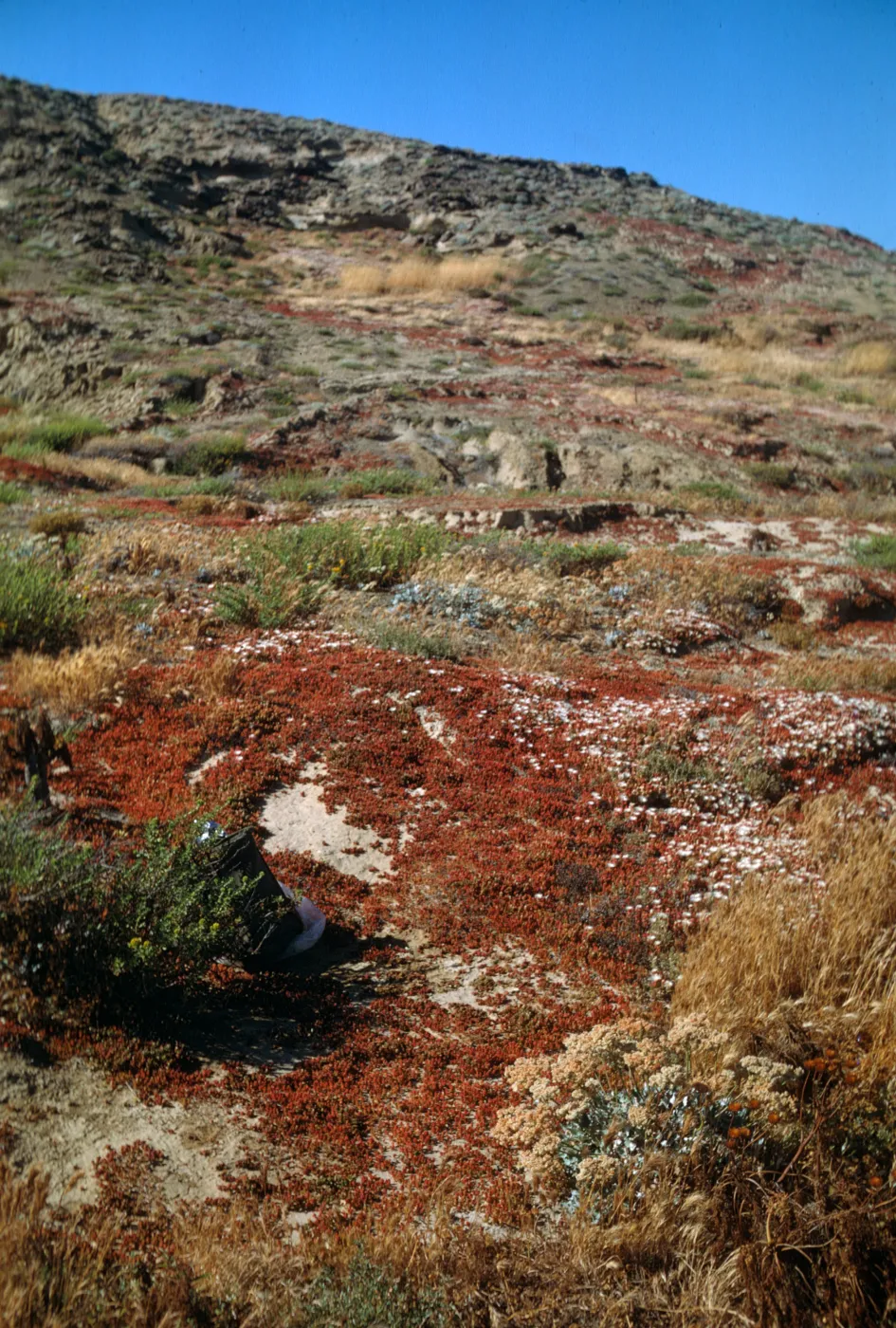 Eriogonum grande ssp. timorum, San Nicolas Island