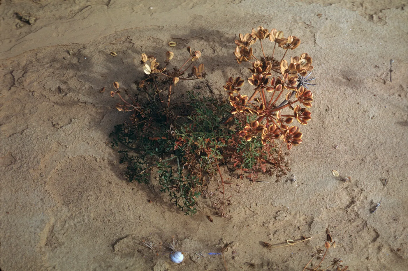 Lomatium insulare, San Nicolas Island