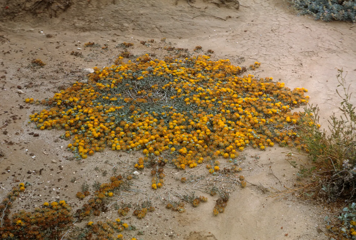 Lotus argophyllus var. argenteus, San Nicolas Island