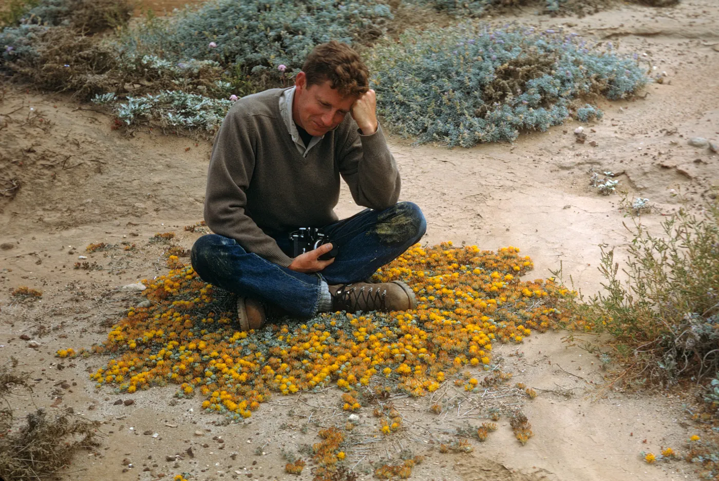Michael Benedict with Lotus argophyllus var. argenteus, San Nicolas Island