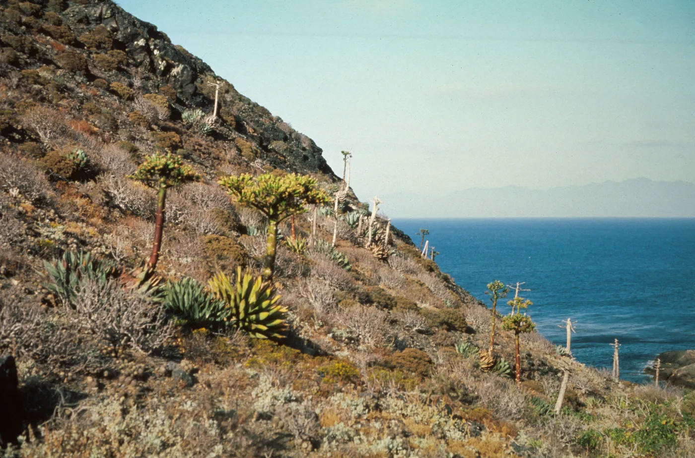 Agave (Century Plant) on East San Benito Island