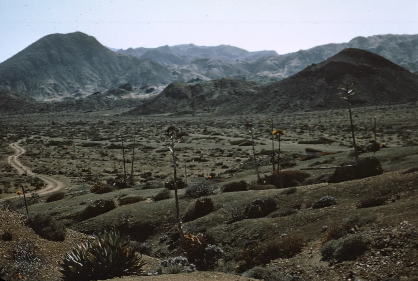 Cedros Island