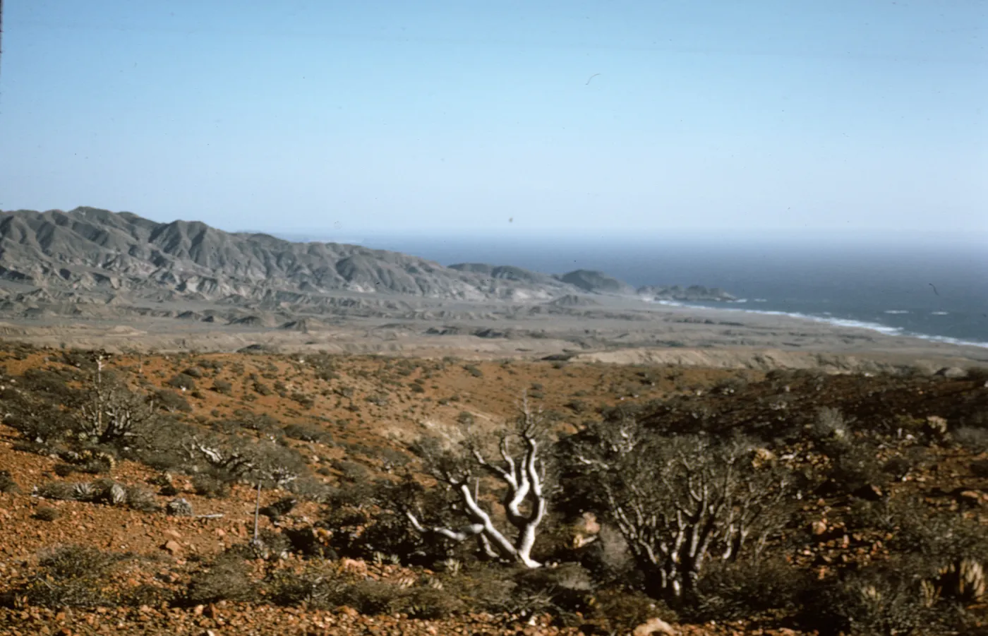 Moro Prieto, southwest Cedros Island