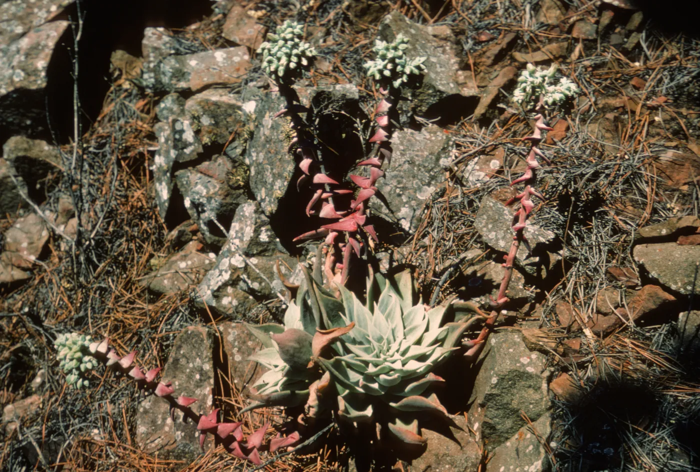 Dudleya cedrosensis, Cedros Island